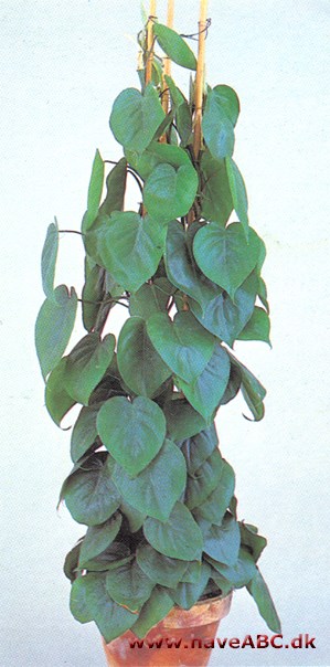 Philodendron, klatrende - Philodendron scandens - pasning