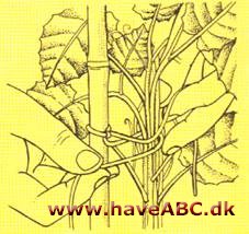 Russervin - Cissus antarctica - pasning