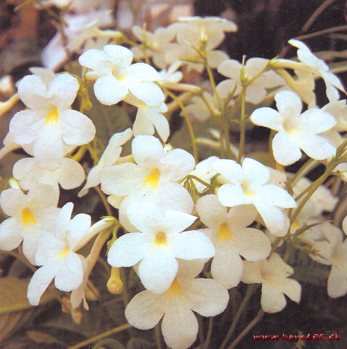 Spiralfrugt - Streptocarpus - pasning