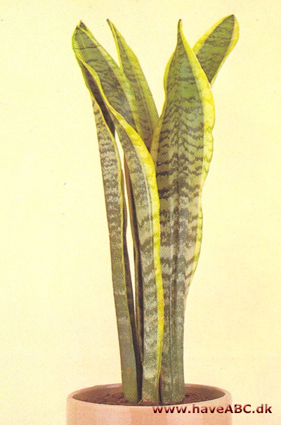 Svigermors skarpe tunge - Sansevieria trifasciata - pasning