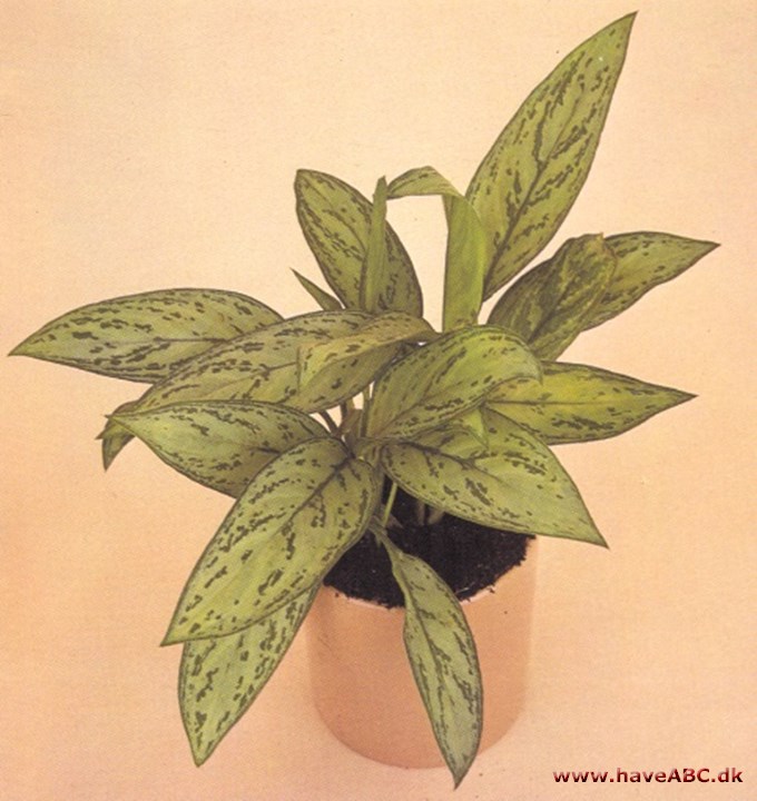 Sømandstrøst - Aglaonema trewbii - pasning