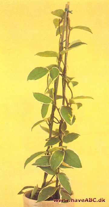 Voksblomst - Hoya carnosa - pasning