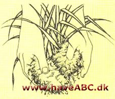 Væddeløber - Chlorophytum comosum - pasning
