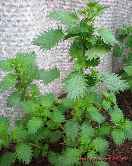 Brændenælde - Liden nælde - Urtica urens