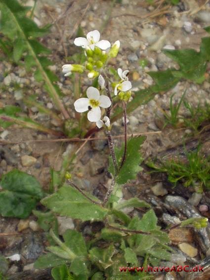 rockcress- arabis confines