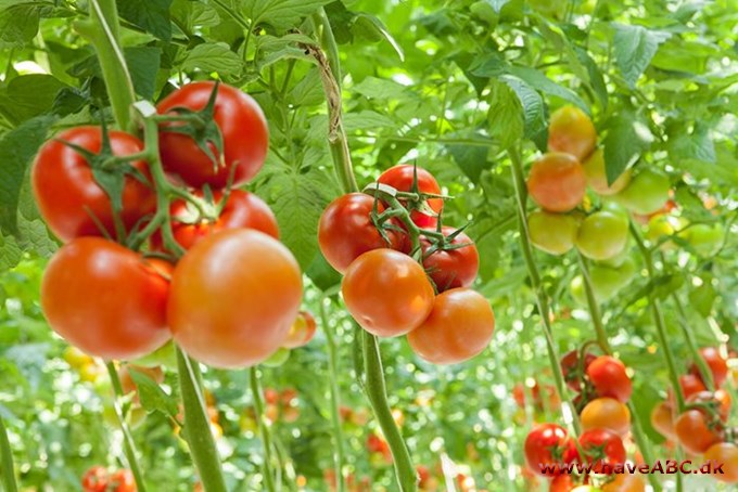 10 gode råd til tomater i drivhuset