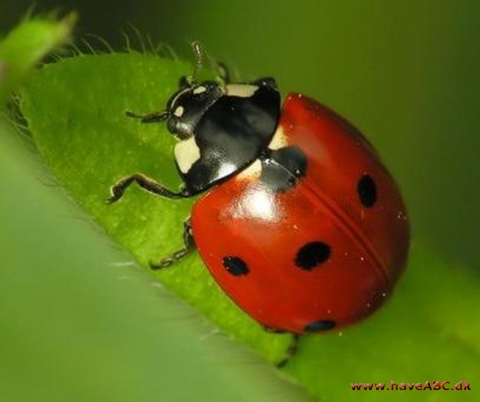 Mariehøne - Coccinellidae