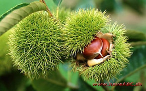 Kastanje, ægte - Castanea sativa