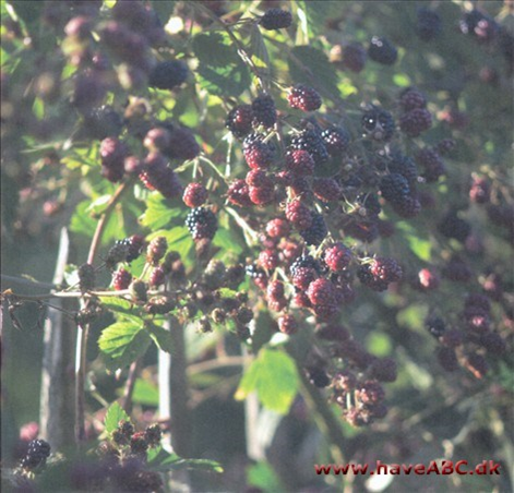 Brombær - Rubus fruticosus