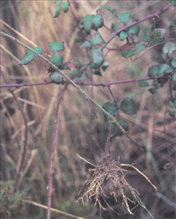 Brombær - Rubus fruticosus