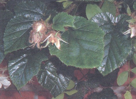 Brombær - Rubus fruticosus