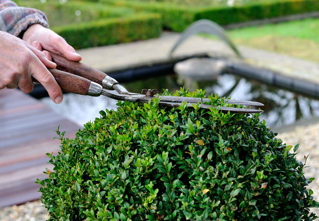 Planter der er nemme at dyrke i krukker