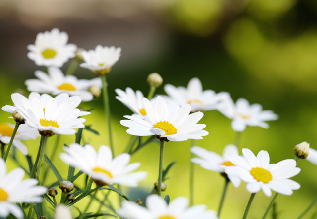 Planter der er nemme at dyrke i krukker