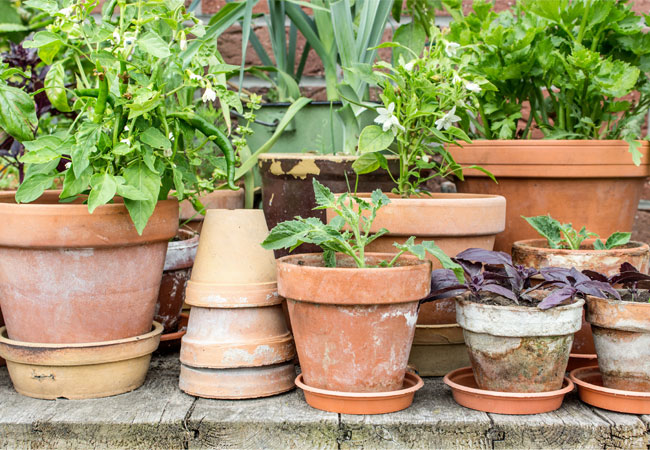 Planter der er nemme at dyrke krukker