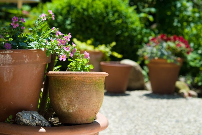 Planter der er nemme at dyrke i krukker