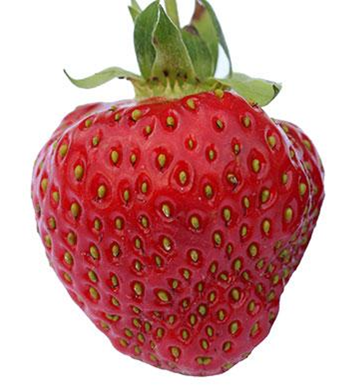 Jordbær - find din favorit