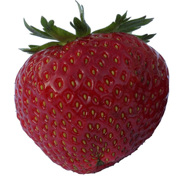 Jordbær - find din favorit