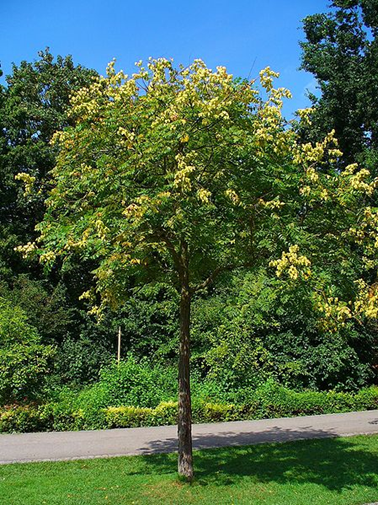 Kinesertræ - Koelreuteria paniculata.