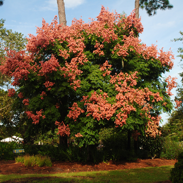 Kinesertræ - Koelreuteria paniculata.