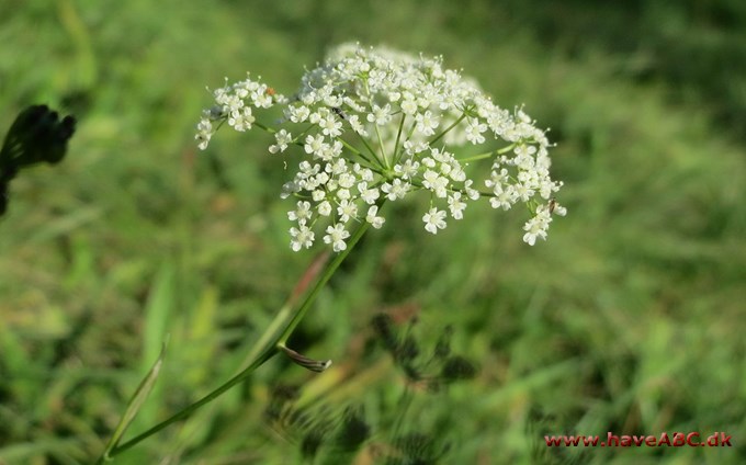 Pimpinelle (Pimpinella)