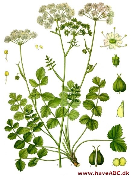 Pimpinelle (Pimpinella)