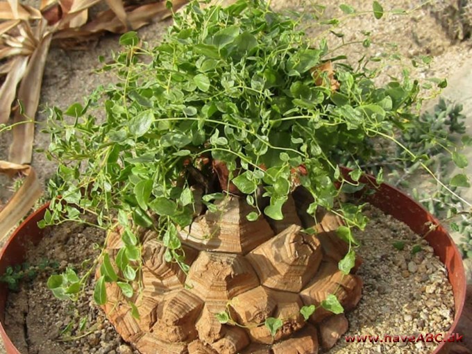 Skildpaddeplante – Dioscorea Elephantipes