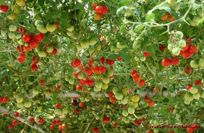 Tomattræ, Trætomat, Tamarillo, Cyphomandra crassicaulis