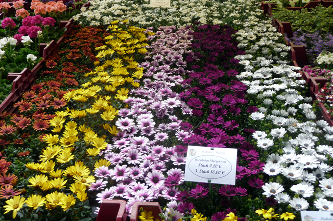 Spansk Marguerit - Osteospermum ecklonis