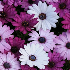 Spansk Marguerit - Osteospermum ecklonis