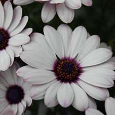 Spansk Marguerit - Osteospermum ecklonis