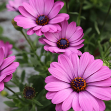 Spansk Marguerit - Osteospermum ecklonis