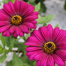 Spansk Marguerit - Osteospermum ecklonis