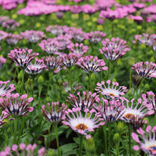 Spansk Marguerit - Osteospermum ecklonis