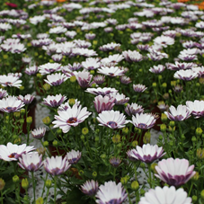 Spansk Marguerit - Osteospermum ecklonis