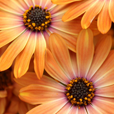 Spansk Marguerit - Osteospermum ecklonis