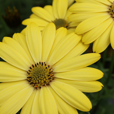 Spansk Marguerit - Osteospermum ecklonis