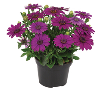 Spansk Marguerit - Osteospermum ecklonis