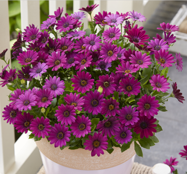 Spansk Marguerit - Osteospermum ecklonis