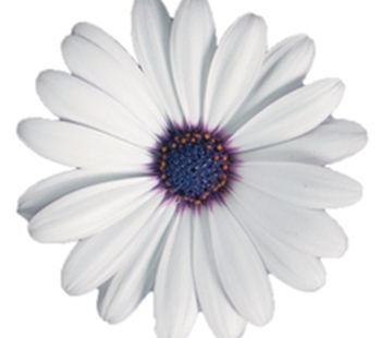 Spansk Marguerit - Osteospermum ecklonis