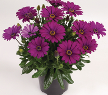 Spansk Marguerit - Osteospermum ecklonis