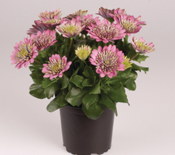 Spansk Marguerit - Osteospermum ecklonis