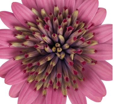 Spansk Marguerit - Osteospermum ecklonis