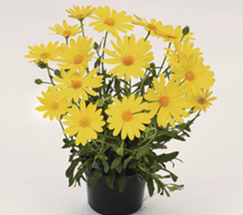 Spansk Marguerit - Osteospermum ecklonis