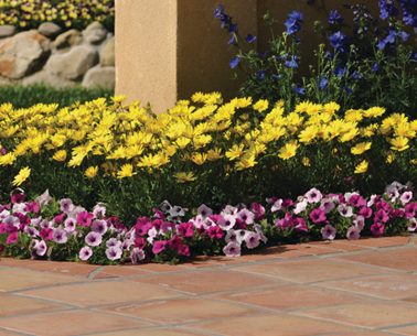 Spansk Marguerit - Osteospermum ecklonis