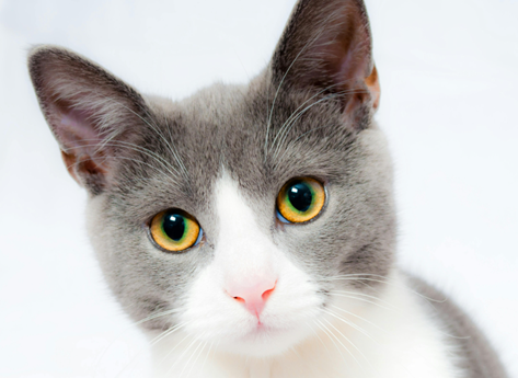 Alt om gode kradsetræer til din kat