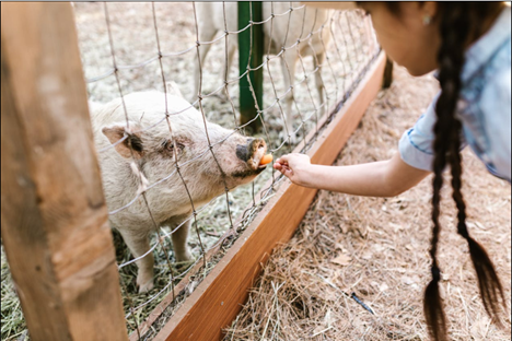Sådan finder I et godt trådhegn til haven