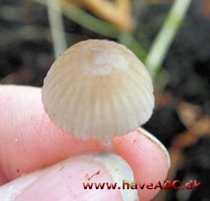 Huesvamp - Mycena