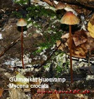 Huesvamp - Mycena