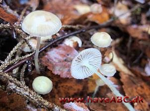 Huesvamp - Mycena