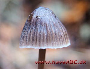 Huesvamp - Mycena